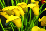 Cantedeskie kolorowe, na przykład ‘Serrada’, coraz chętniej uprawiane są na kwiat cięty