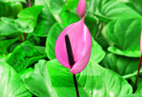 Ciemnofioletowe kolby 'Previi' stanowią piękne tło dla ciemnopurpurowej pochwy kwiatostanowej