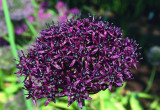 Czosnek czarny zawdzięcza swoją nazwę bardzo ciemnej barwie kwiatów