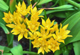 Czosnek południowy ma nietypową dla rodzaju złocistożółtą barwę kwiatów