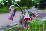 Czosnek sztyletowaty ze względu na nietypową barwę kwiatostanów bywa zaliczany do odrębnego rodzaju Nectaroscordium