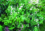 Do małych działek i ogrodów. Odmiana ‘Biały Karzeł' tworzy niskie krzewy dorastające jedynie do 1 m