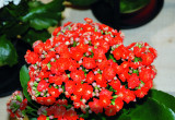 ‘Don Carlos’ odznacza się ceglastoczerwonymi pełnymi kwiatami