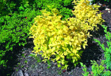 Doskonała odmiana ‘aureus’ o żółtych liściach jaśminowca wonnego