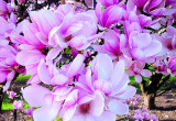 Efektowne, bardzo okazałe kwiaty magnolii odmiany ‘aleksandrina’