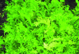 Endywia kędzierzawa ‘Cigal’ ma mocno postrzępione liście