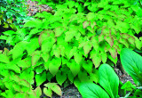 Epimedium pstre - wiosną ma liście czerwone, które później zielenieją. Lubi wilgotne podłoże