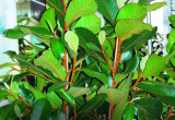 Figowiec, którego pędy i liście są gęsto pokryte rdzawymi włoskami, ma wielu zwolenników