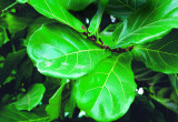Figowiec lirolistny ma największe liście spośród wszystkich figowców