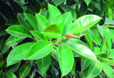 Figowiec sprężysty imponuje intensywnie zielonymi i błyszczącymi liśćmi