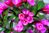 ‘Foliis Purpureis’ ma purpurowe liście
