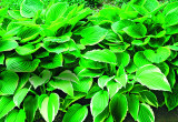 Funkie mają przepiękne liście, które różnią się od siebie kształtem, wielkością i barwą
