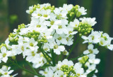 Kwiaty chrzanu są niewielkie, białe, zebrane w dekoracyjne wiechy na wierzchołkach pędów