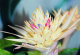 Kwiaty echmei wstęgowatej A. fasciata schowane są wśród różowych, białych lub czerwonych osadek