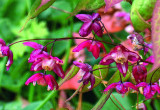 Kwiaty epimedium pojawiają się wczesną wiosną (na zdjęciu epimedium czerwone) 