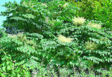 Liście aralii wysokiej są złożone, duże, o głęboko zielonym zabarwieniu