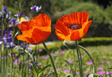 Mak turecki to jeden z najcenniejszych kwiatów w ogrodzie