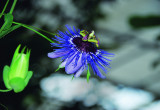 Męczennica błękitna to gatunek najczęściej spotykany w uprawie