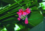 Męczennica czerwona. Passiflora coccinea ma kwiaty ze skrzyżowanymi pylnikami, zebrane w grona. Roślina ta rodzi duże, smaczne owoce