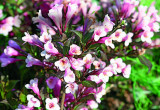 ‘Nana Purpurea’ o jasnoróżowych kwiatach