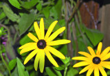 Odmiana botaniczna var. deamiito jedna z najczęściej uprawianych rudbekii wieloletnich