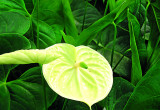 Odmiana ‘Marysia’ wyróżnia się nietypowym dla tej rośliny żółtym kolorem
