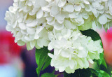 Odmiana ‘Renhy’ to królowa wśród hortensji bukietowych. Ma okazałe białe kwiatostany, które z czasem różowieją 