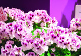 Pelargonia angielska Aristo ‘Pettico-at’ ma delikatne biało-różowe kwiaty