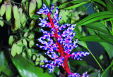Rodzaj Achmea szczyci się jednym z najokazalszych kwiatostanów wśród bromelii uprawianych w mieszkaniach