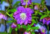 Różowo-purpurowe kwiaty ciemiernika