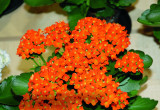 ‘Sarah’ wyróżnia się pomarańczowo-czerwonymi kwiatami