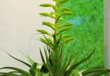 Smukłe i rozgałęzione kłosy odmiany z rodzaju Vriesea są najczęściej złote, czerwone, ale rzadko zielone