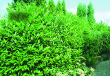 Szczelna zielona ściana z laurowiśni wschodniej