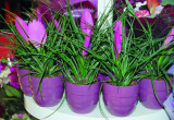 T. cyanea to odmiana, która wyróżnia się spłaszczonymi purpurowo-różowymi kwiatostanami i dużymi fioletowymi kwiatami