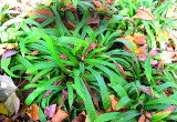 Turzyca bobkowata ma liście zimozielone. Ładnie wygląda w nieregularnych grupach obok paproci
