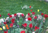 a tak wczesną wiosną przywitały mnie tulipany