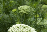 AMINEK EGIPSKI Ammi visnaga jest rośliną jednoroczną z dużymi złożonymi baldachami białych kwiatów, osiągającą wysokość około 1 metra