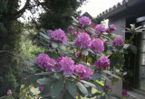 Cudny rododendron