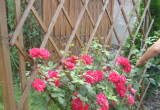 Czerwone róże - pierwszy rok po posadzeniu