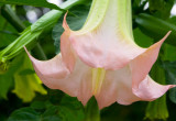 Kwiaty anielskich trąb osiągają długość od 15 do 45 cm