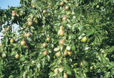 Latem wiejski styl podkreślają obficie owocujące grusze i jabłonie