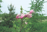 Magnolia ładnie rozkrzewi się na boki, jeśli obetniemy jej czubek
