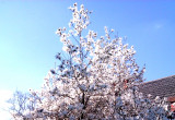 Piękna biała magnolia w pełnym rozkwicie :)