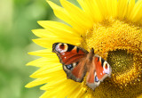 Pięknie opalizujące pawie oczka zdobią po jednym każde skrzydło rusałki pawika. Motyle tego gatunku bardzo często pojawiają się w ogrodzie. Swoje jaja składają na liściach chmielu i pokrzywy