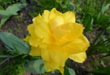 Piękny żółty tulipan