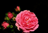 Pierwsza róża posadzona w naszym ogrodzie ponad 40 lat temu.