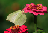 Pierwszym wiosennym gościem w ogrodzie jest listkowiec cytrynek. Gdy ocknie się z zimowego odrętwienia, fruwa nawet w cieplejsze dni lutego. Intensywnie żółtą barwę skrzydeł mają tylko motyle płci męskiej