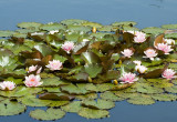 Pink Porcelaine może zimować w stawie o głębokości ok. 50 cm. Odmiana ta ma jasnoróżowe kwiaty z żółtymi pręcikami w środku