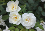 Róża wielokwiatowa rabatowa