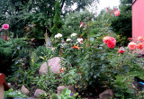 Róże, liliowce i juki z bliska.
